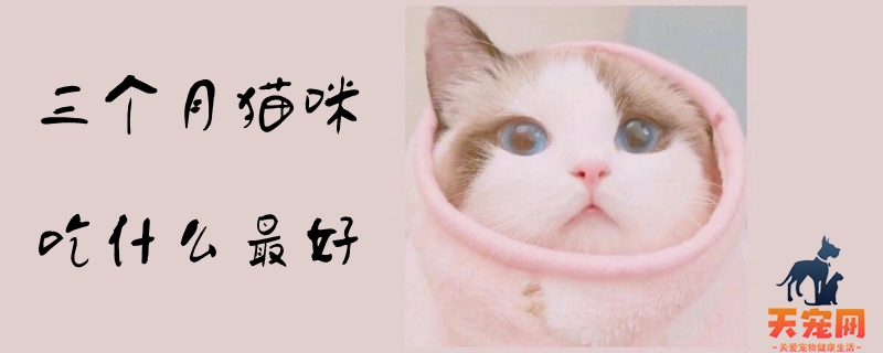 三个月猫咪吃什么最好