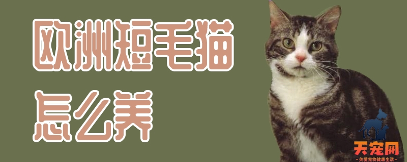 欧洲短毛猫怎么养