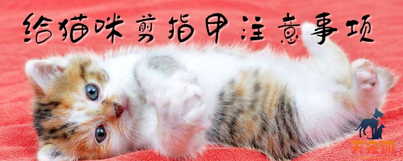 给猫咪剪指甲注意事项