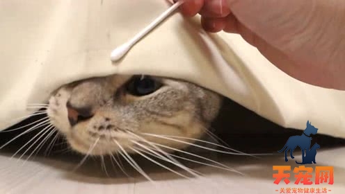 猫为什么喜欢吃棉签上的棉花 猫为什么爱吃棉花