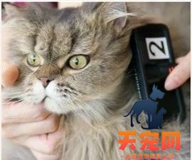 长毛猫怎么打理 长毛猫的猫需要精心呵护