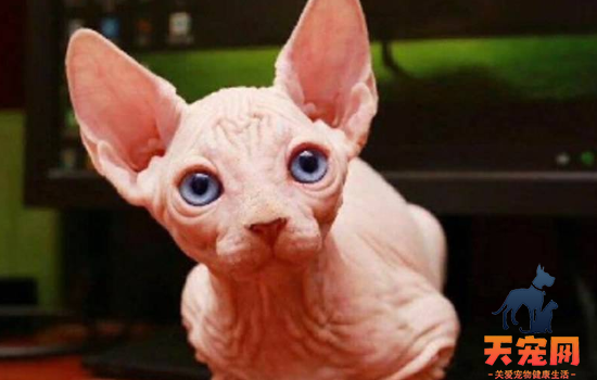猫咪为什么老是刨被子 就是猫咪的行为习惯!