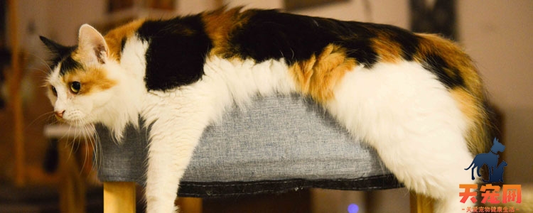 猫身上有静电是什么原因 如何减少静电愉快撸猫？