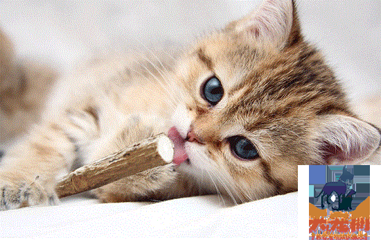 猫磨牙是什么原因