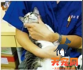 猫鼻子有鼻屎怎么办 你需要认真清理！