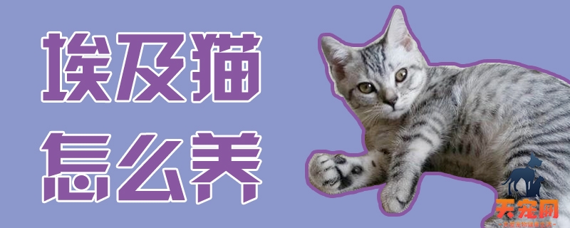 埃及猫怎么养