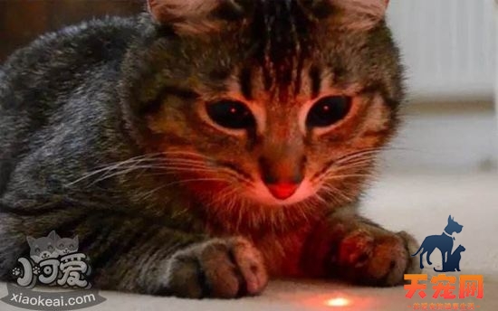 猫为什么喜欢激光笔 激光笔逗猫注意事项
