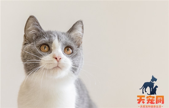 猫泪痕变黄了怎么去除