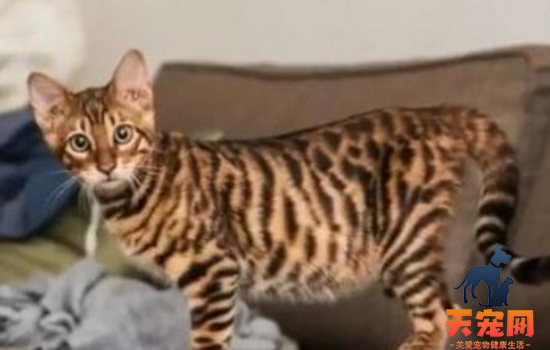 猫砂可不可以吃 你还给你家猫咪吃猫砂是穷疯了吗？
