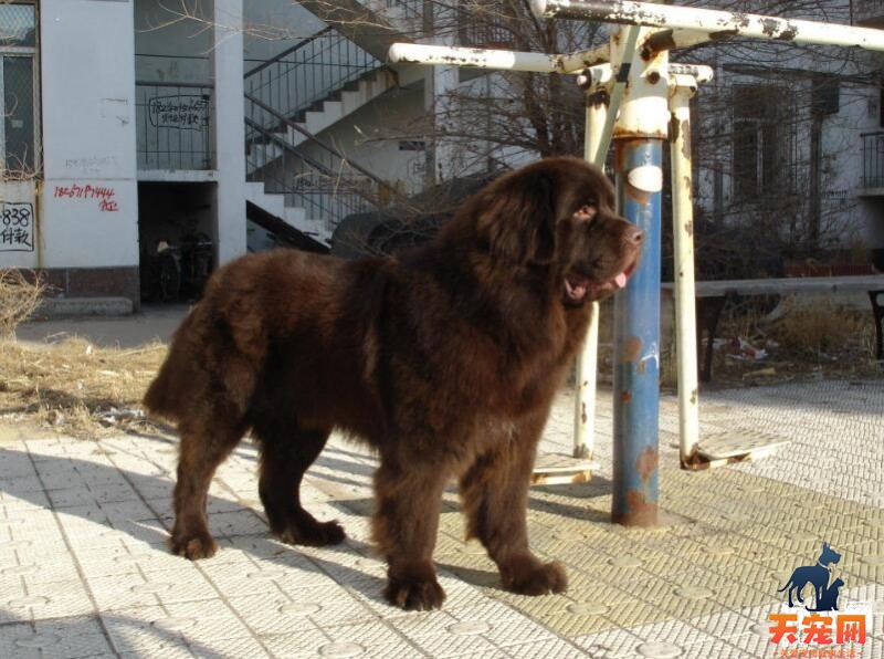 纽芬兰犬有体味吗，纽芬兰体味重的原因