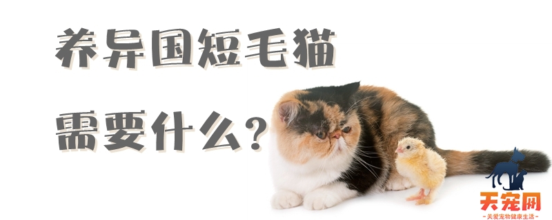 养异国短毛猫需要什么