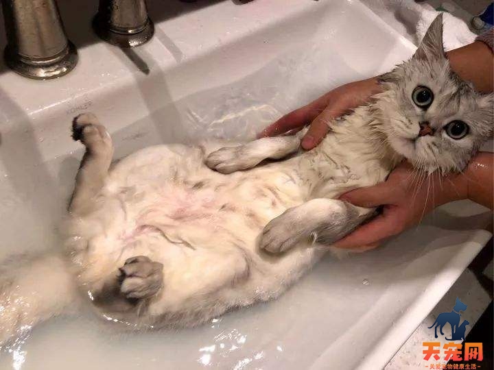 小猫几个月可以洗澡 小猫三个月可以洗澡