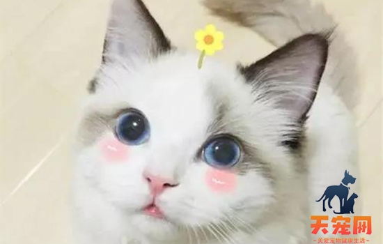 小猫换牙征兆 突然脸肿掉牙还流血?