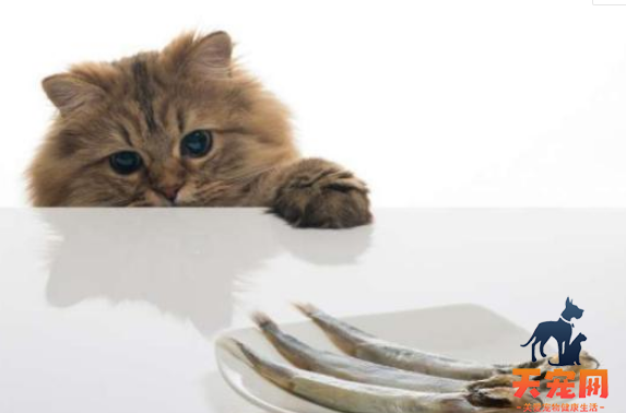 猫为什么怕水但又喜欢吃鱼 生性怕水又是肉食动物