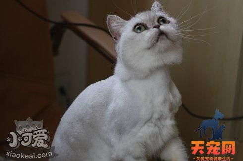 蒂凡尼猫喂什么 蒂凡尼猫喂养手册