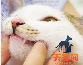 怎么给猫刷牙齿 给猫刷牙需要掌握技巧！