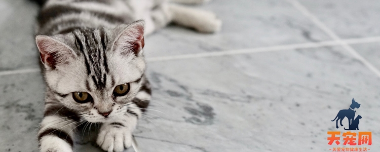 猫冬天如何过冬 如何让猫温暖过冬