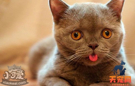 猫夏天能剃毛吗 如何避开避暑误区正确降温