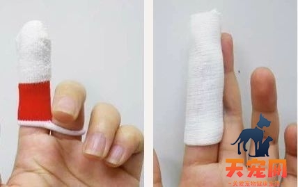 怎么给猫刷牙齿 给猫刷牙需要掌握技巧！