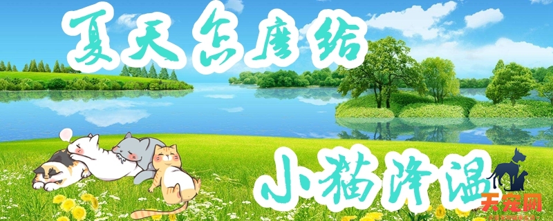夏天怎么给小猫降温