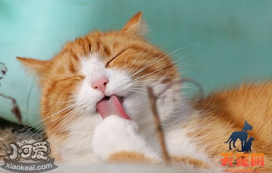 猫嘴巴里有腥臭味原因 猫有口臭如何处理