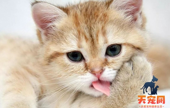 自制幼猫猫粮 一周不重样又营养均衡!