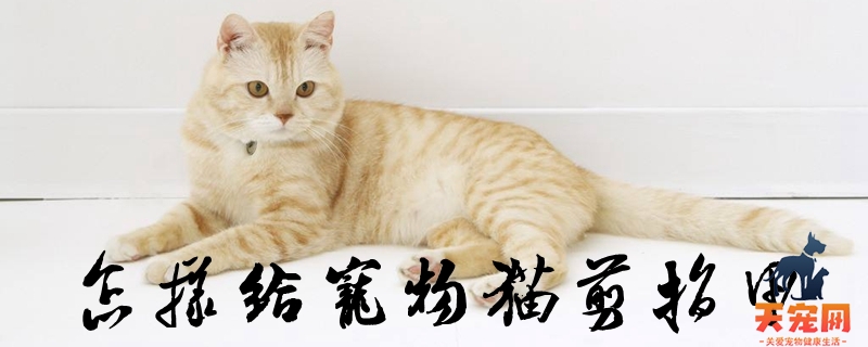 怎样给宠物猫剪指甲