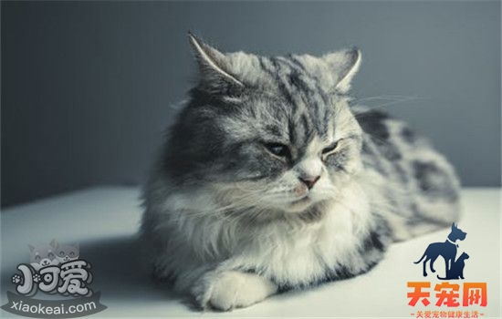 猫咪呕吐的原因 猫咪呕吐有什么解决办法