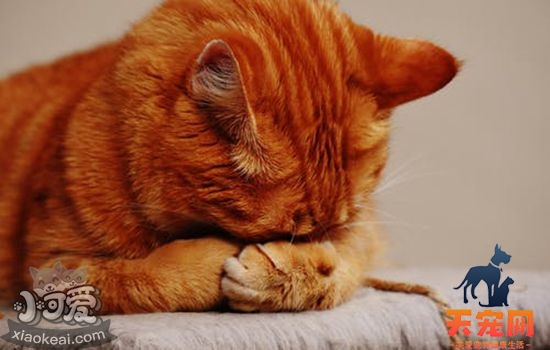 猫怎么散热