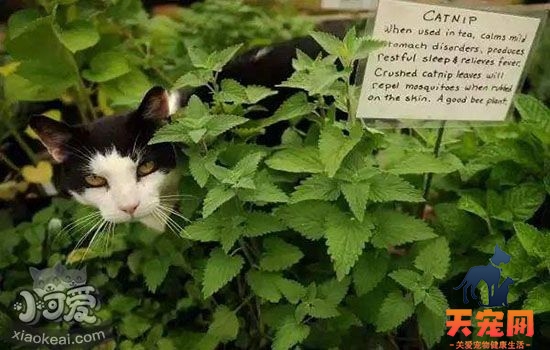 猫薄荷多久用一次 猫薄荷会让猫咪上瘾吗
