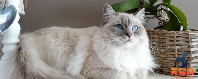 猫要刷牙吗 怎么给猫刷牙?