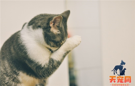 猫为什么跟着上厕所 你家的猫咪会在门口等你吗