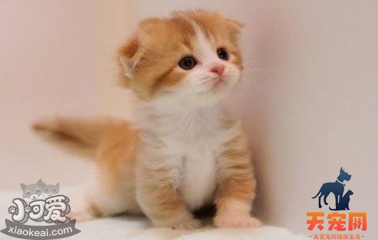小猫到新家要注意什么 这样做避免猫咪应激