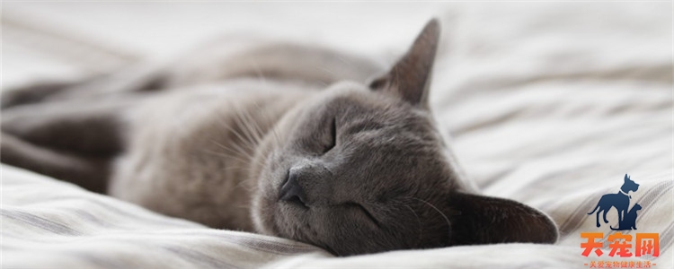 猫麻醉多久能彻底清醒 和猫咪的体质有关