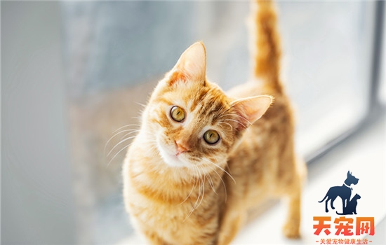 猫咪摔了内伤不能自愈
