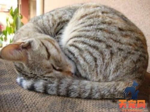 小奶猫为什么会喜欢缩成一团睡觉
