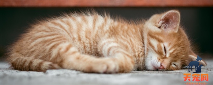 三个月的小猫会自己拉屎吗 要引导小猫学习使用猫砂