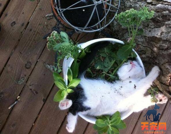 猫为什么喜欢吃兰花叶子 猫需要吃草吐毛