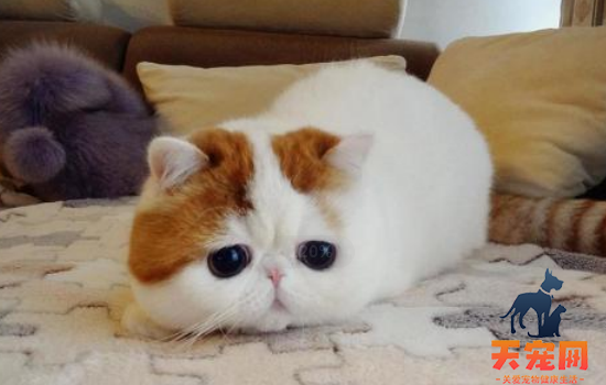 猫长期吃自制猫饭健康吗 猫吃自制猫饭知道哪些不可以做吗
