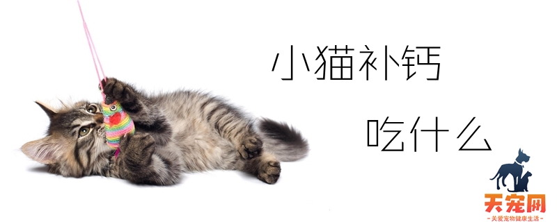 小猫补钙吃什么