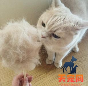 猫为什么喜欢吃棉花糖 猫能吃棉花糖吗