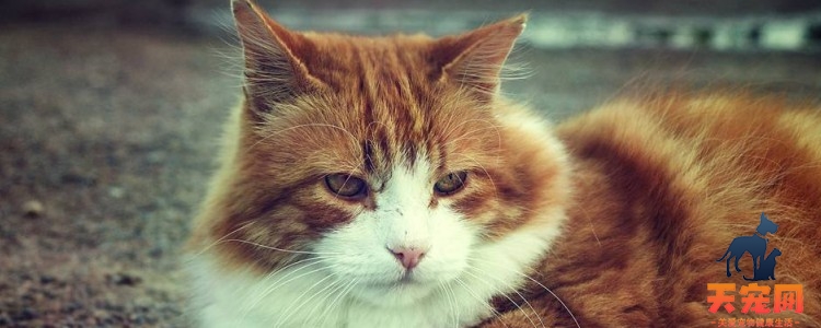 猫咪可以吃阿莫西林消炎药吗 有猫咪专用的，别拿错了！