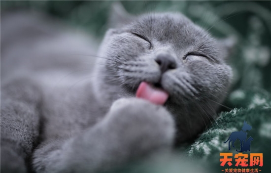 给猫刷牙怎么刷 给猫刷牙要刷多少次才好