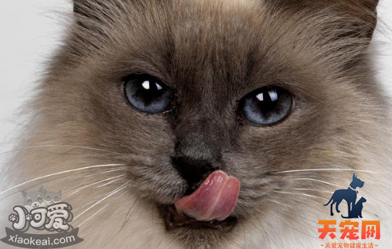 猫化毛膏多久喂一次 猫吃化毛膏要注意什么