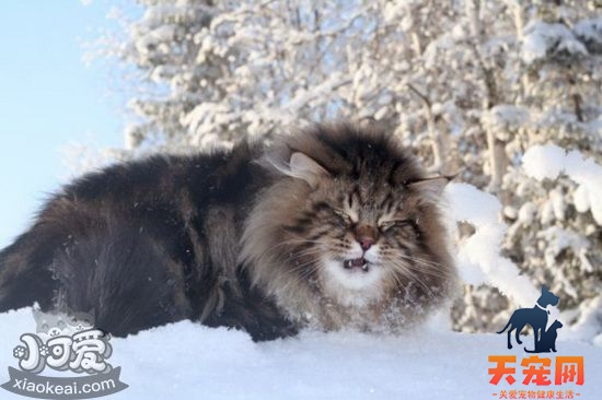 西伯利亚猫吃什么 西伯利亚森林猫喂食要求