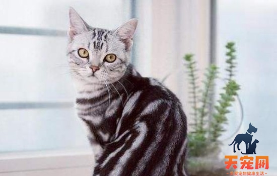 小猫一直叫的我烦死了 要了解原因之后才能避免猫咪继续叫