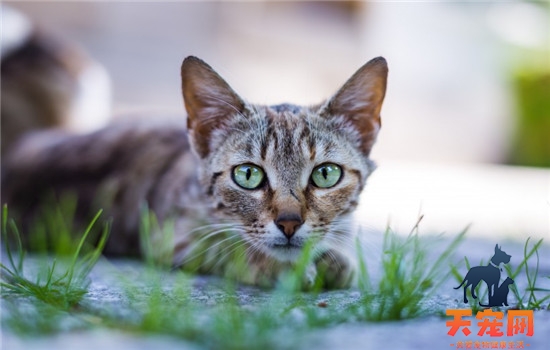 猫夏季怎么消暑 这四个方面可以起到辅助作用