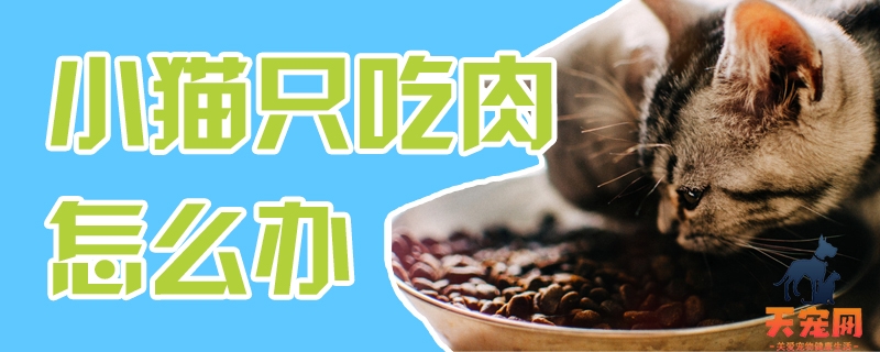 小猫只吃肉怎么办