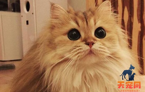 猫为什么踩奶 原因给你解释清楚了吗？
