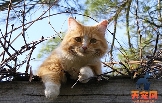 猫会从高楼跳下去吗 猫真的不怕摔吗